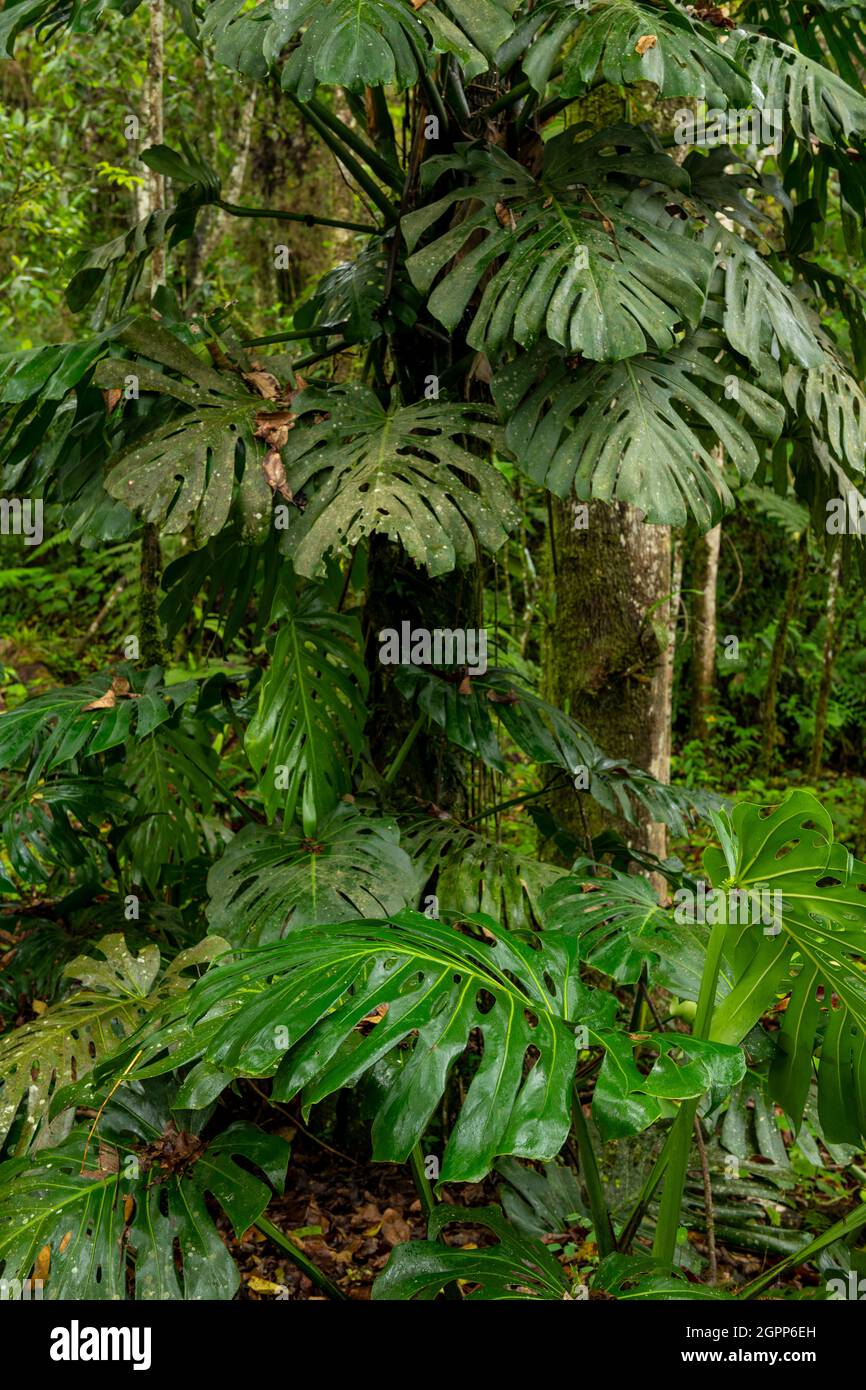 Monstera deliciosa - Swiss cheese plant in cloud forest, Manizales, Colombia Stock Photo