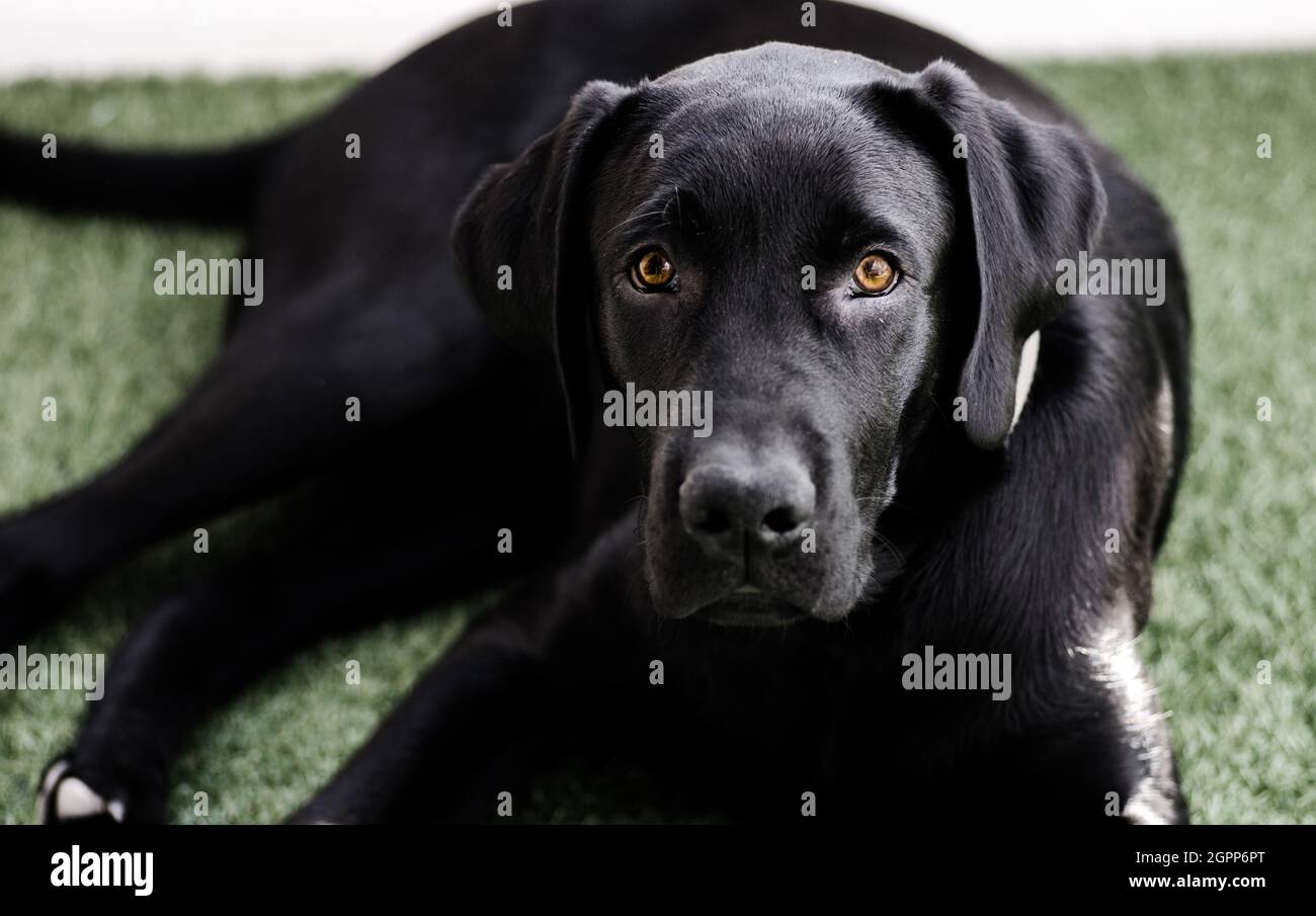 How Do Black Dogs Cool In The Sun