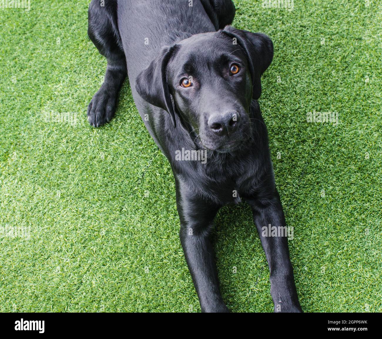 Black hotsell lab fur