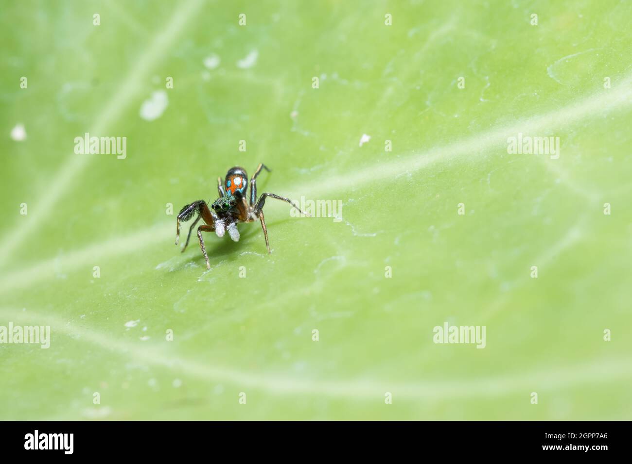 Spider photos near the green leaves Stock Photo - Alamy