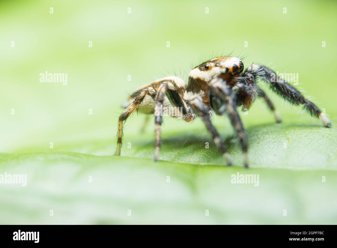 Spider photos near the green leaves Stock Photo - Alamy