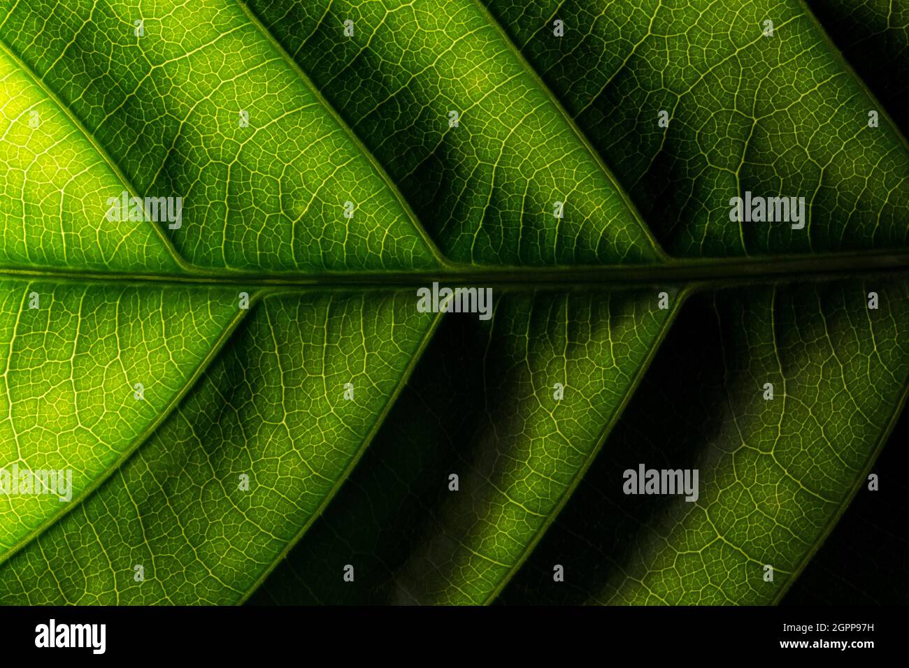 Background image of fresh green leaves Stock Photo - Alamy