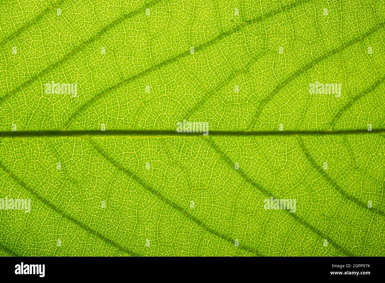 Background image of fresh green leaves Stock Photo - Alamy