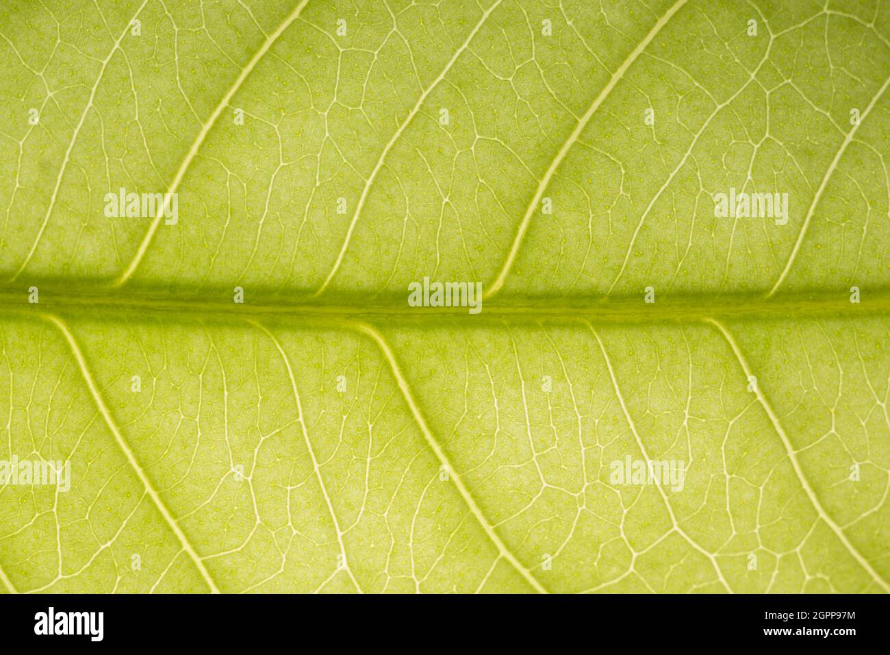 Background image of fresh green leaves Stock Photo - Alamy