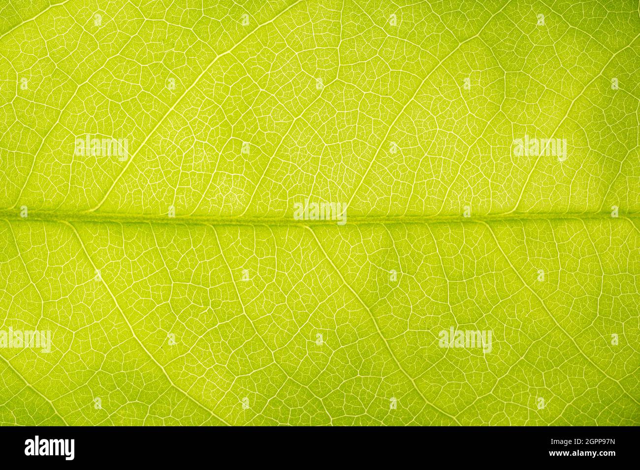 Background image of fresh green leaves Stock Photo - Alamy