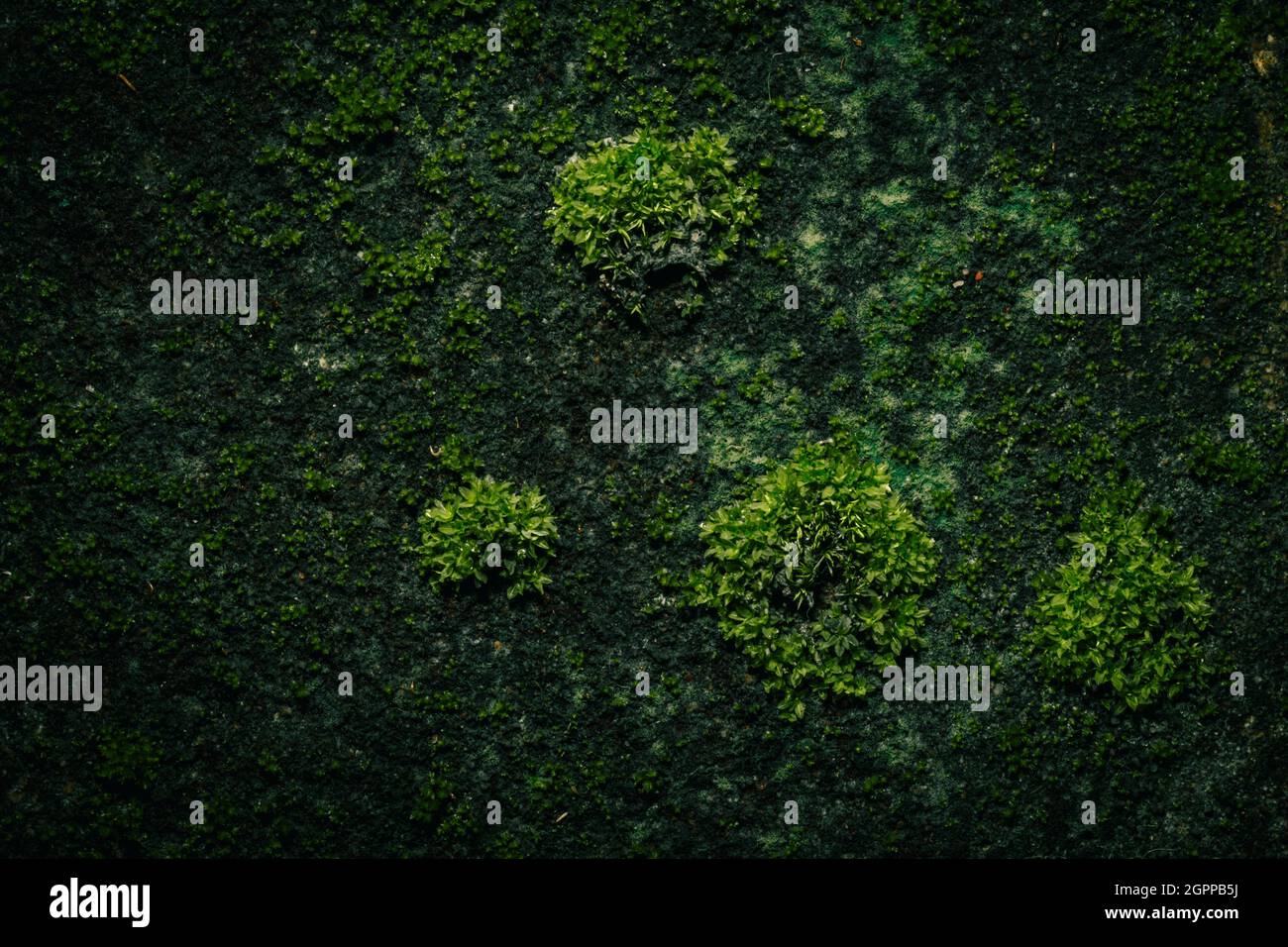 Macro Moss Background on Wall Stock Photo - Alamy