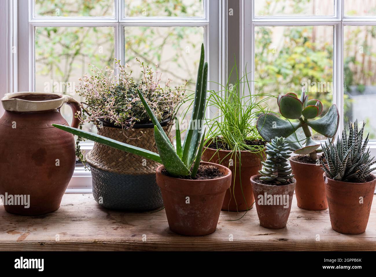 Cacti and herbs on kitchen windowsill of Suffolk cottage. Stock Photo