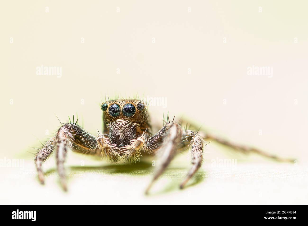 Macro Spider on Leaf Stock Photo - Alamy
