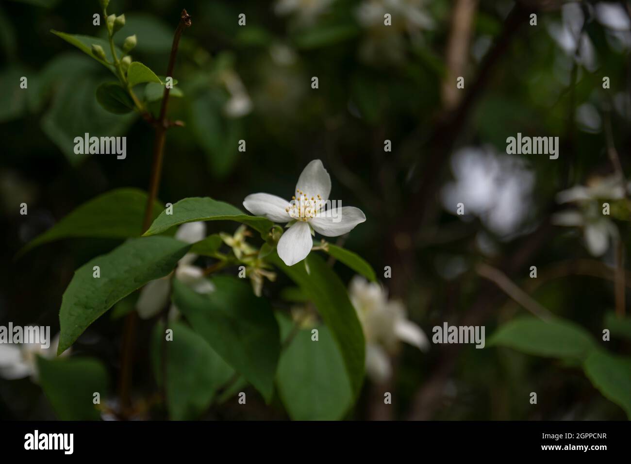 the last jasmine flowers between the branches in the garden. Selective Focus Blossom Stock Photo