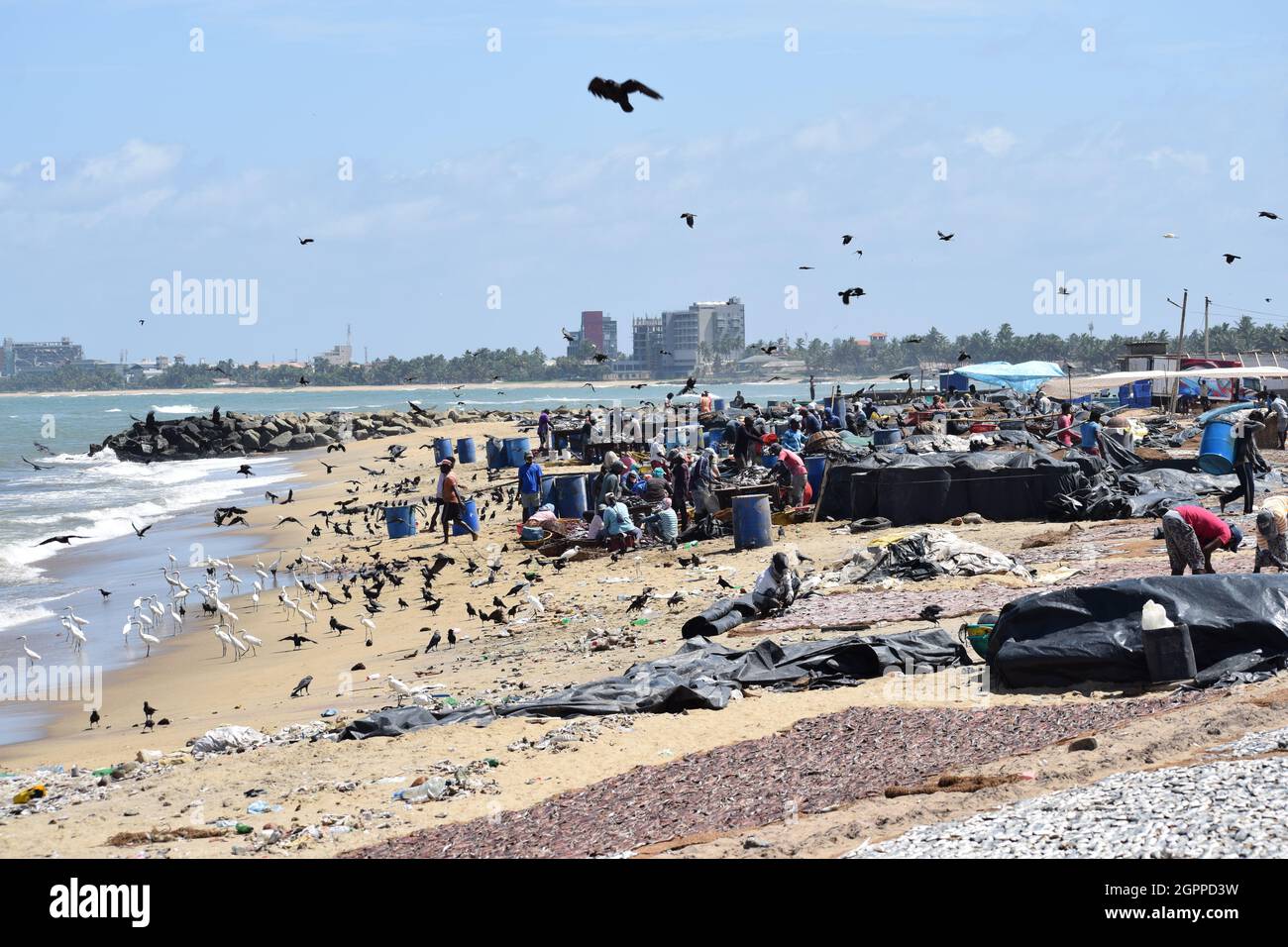 dry fish market sri lanka Stock Photo Alamy