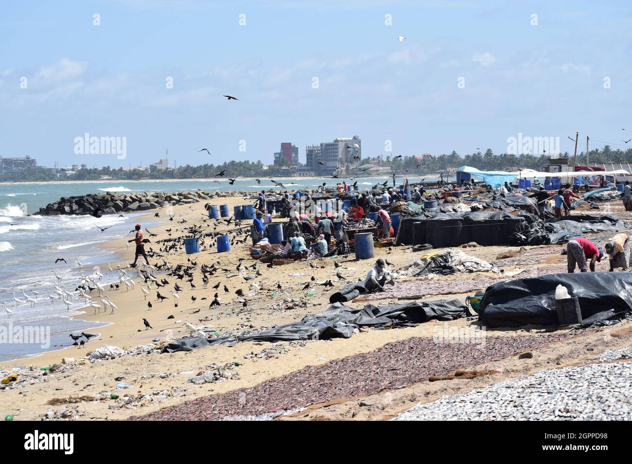 dry fish market sri lanka Stock Photo Alamy