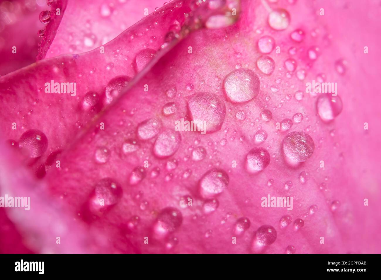 Background macro water drops on pink petals Stock Photo - Alamy