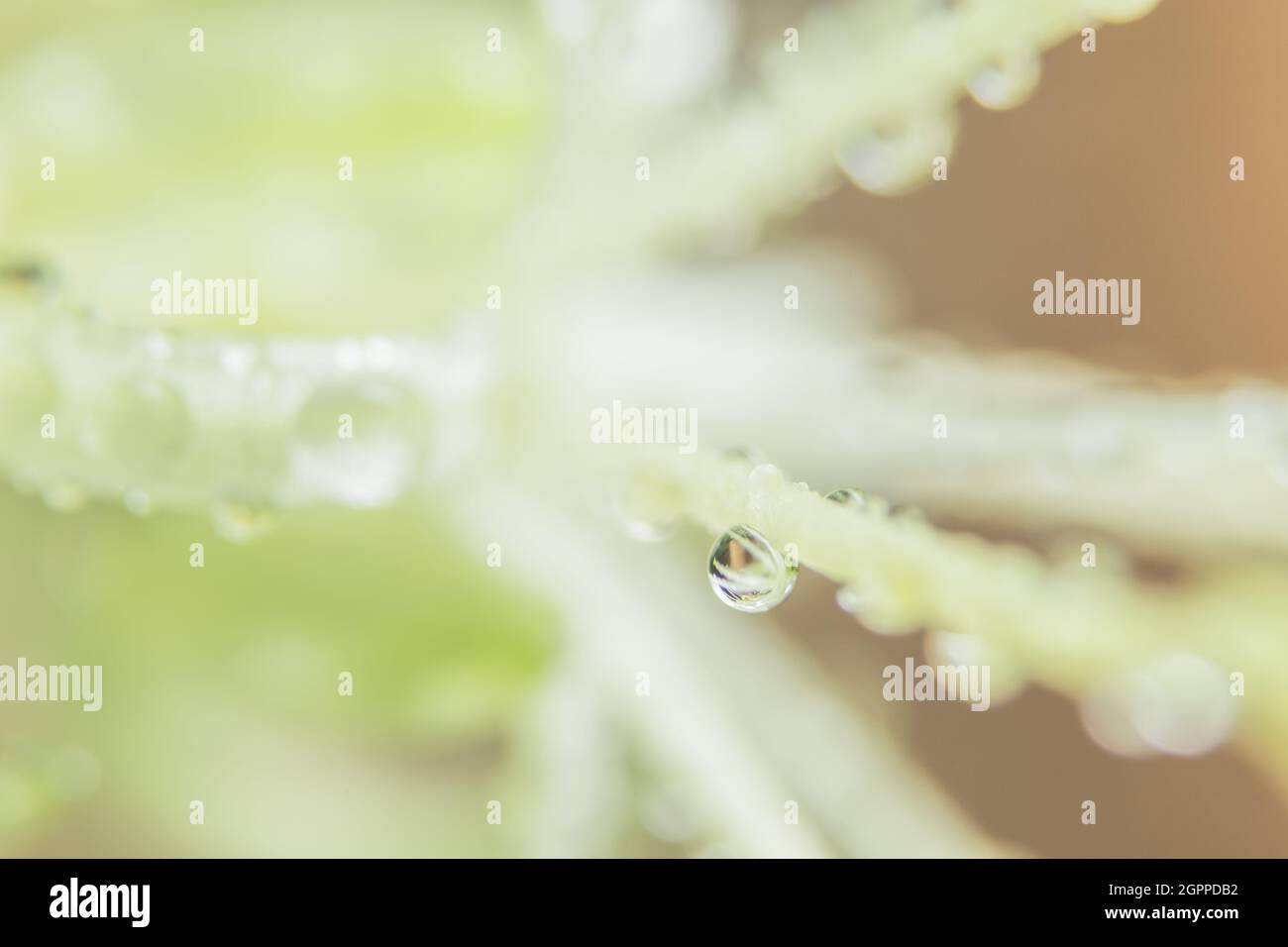 Macro background, water drops on green plants Stock Photo - Alamy