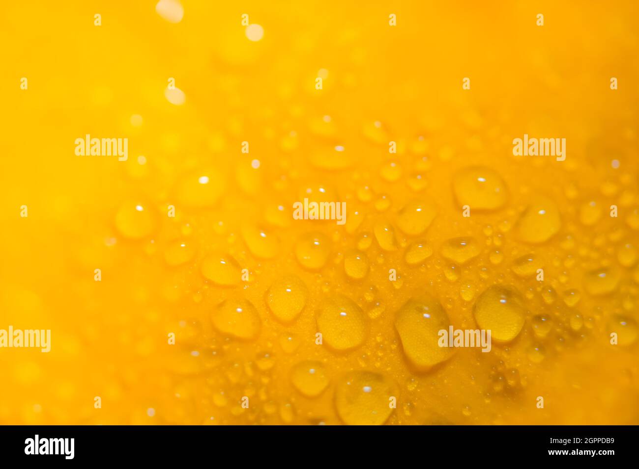 Macro water drops on a background of yellow flowers Stock Photo - Alamy
