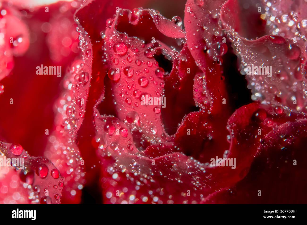 Macro background of water drops on red roses Stock Photo - Alamy