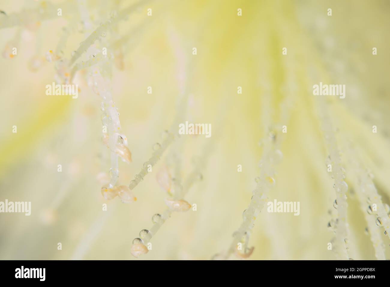 Macro background, water drops on yellow flower petals Stock Photo - Alamy