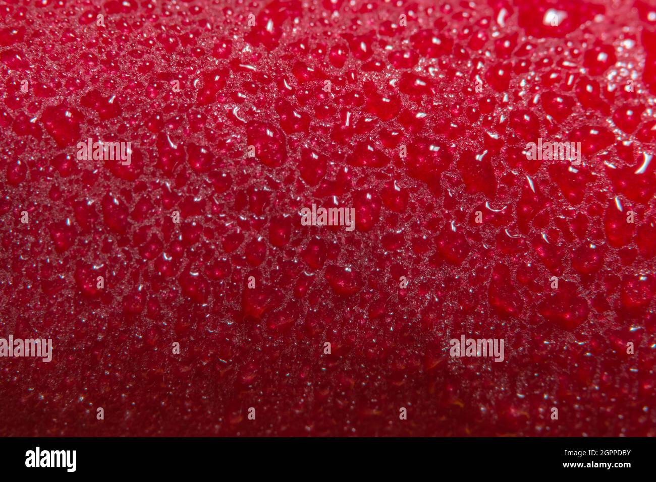 Macro background of water drops on red roses Stock Photo - Alamy