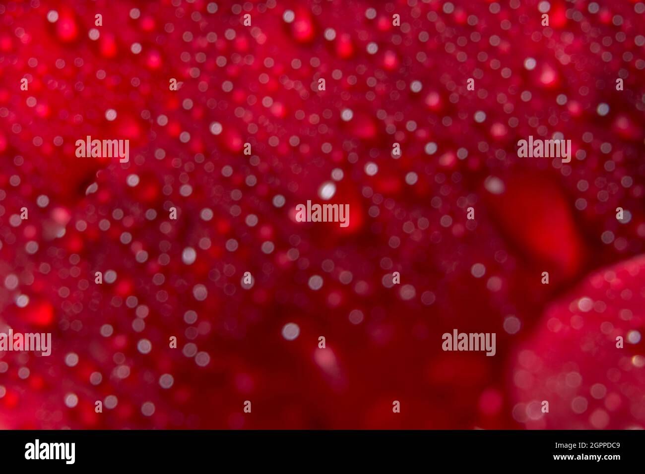 Macro background of water drops on red roses Stock Photo - Alamy