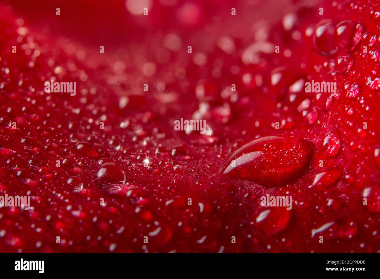 Macro background of water drops on red rose petals Stock Photo - Alamy