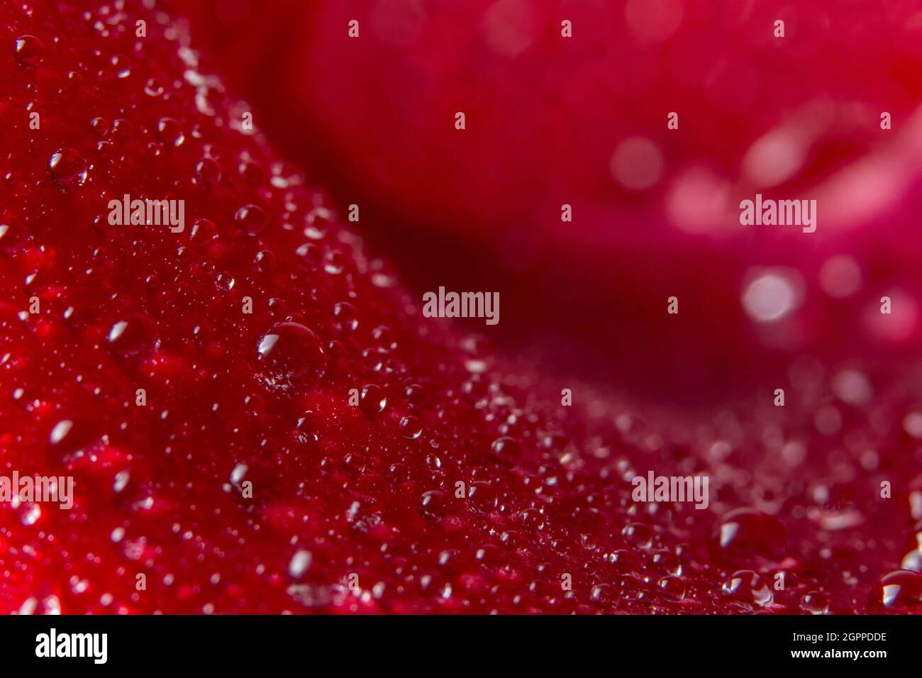 Macro background of water drops on red rose petals Stock Photo - Alamy