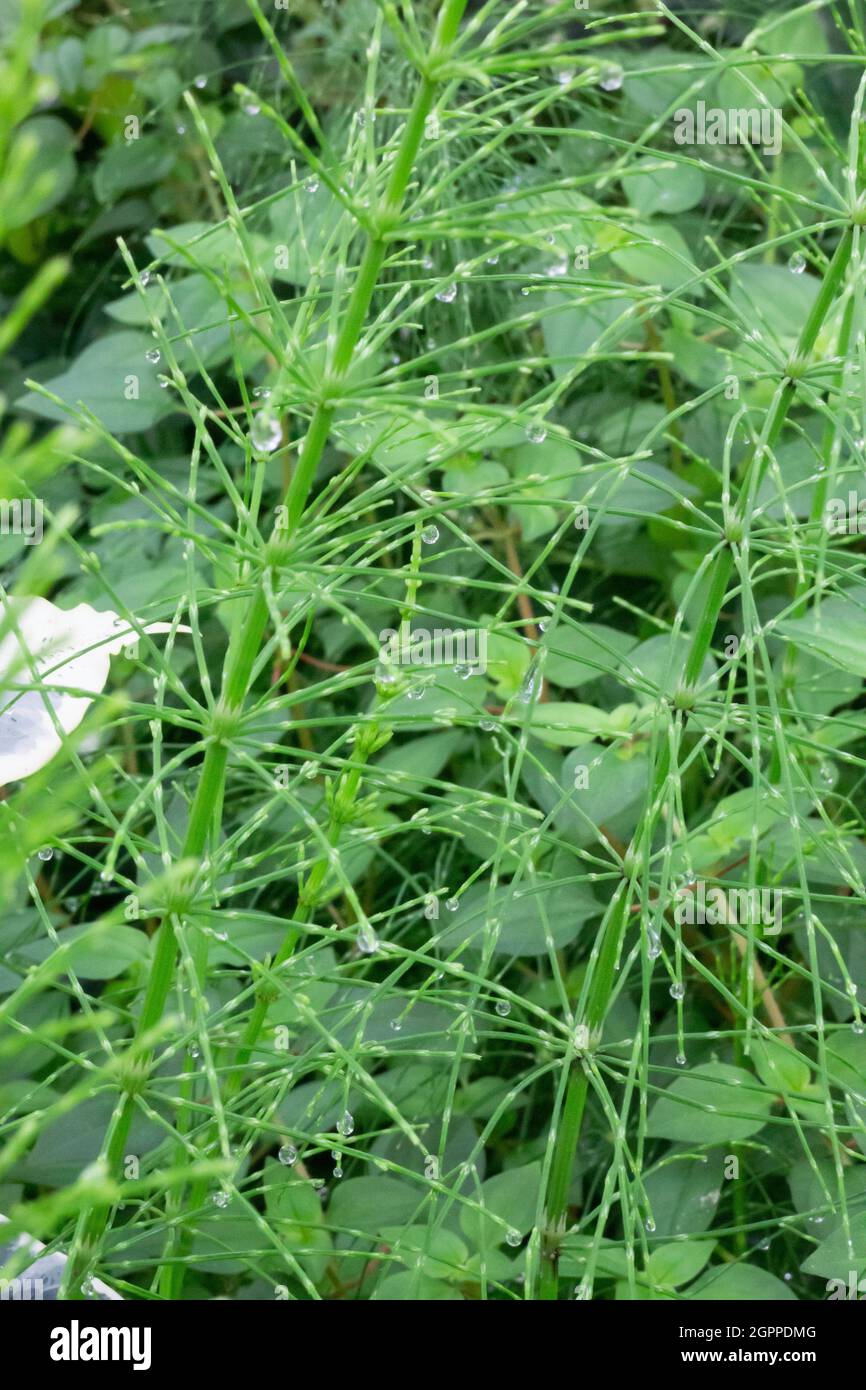 Green leaves plant in botanic garden, stock photo Stock Photo - Alamy