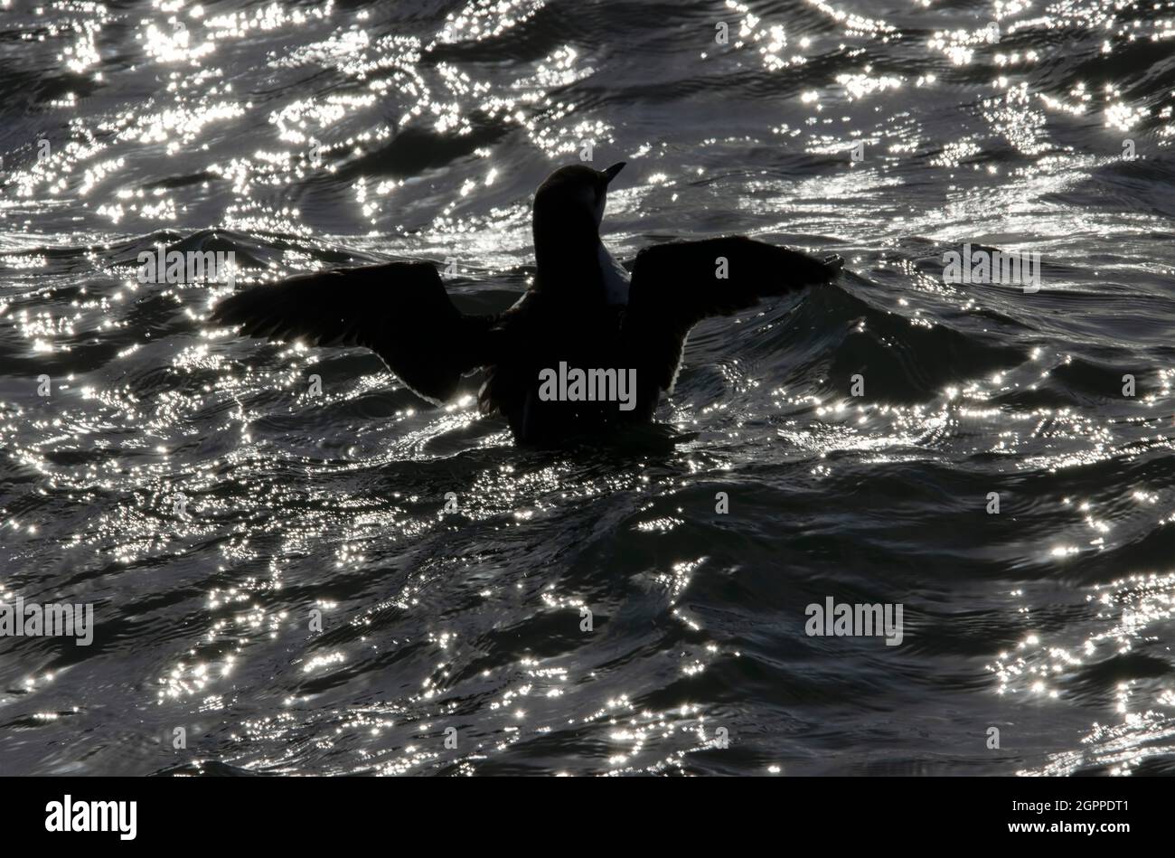 A Guillemot flaps its wings after preening as it floats on the sea surface. These little diving birds use their wings underwater to seem to fly Stock Photo