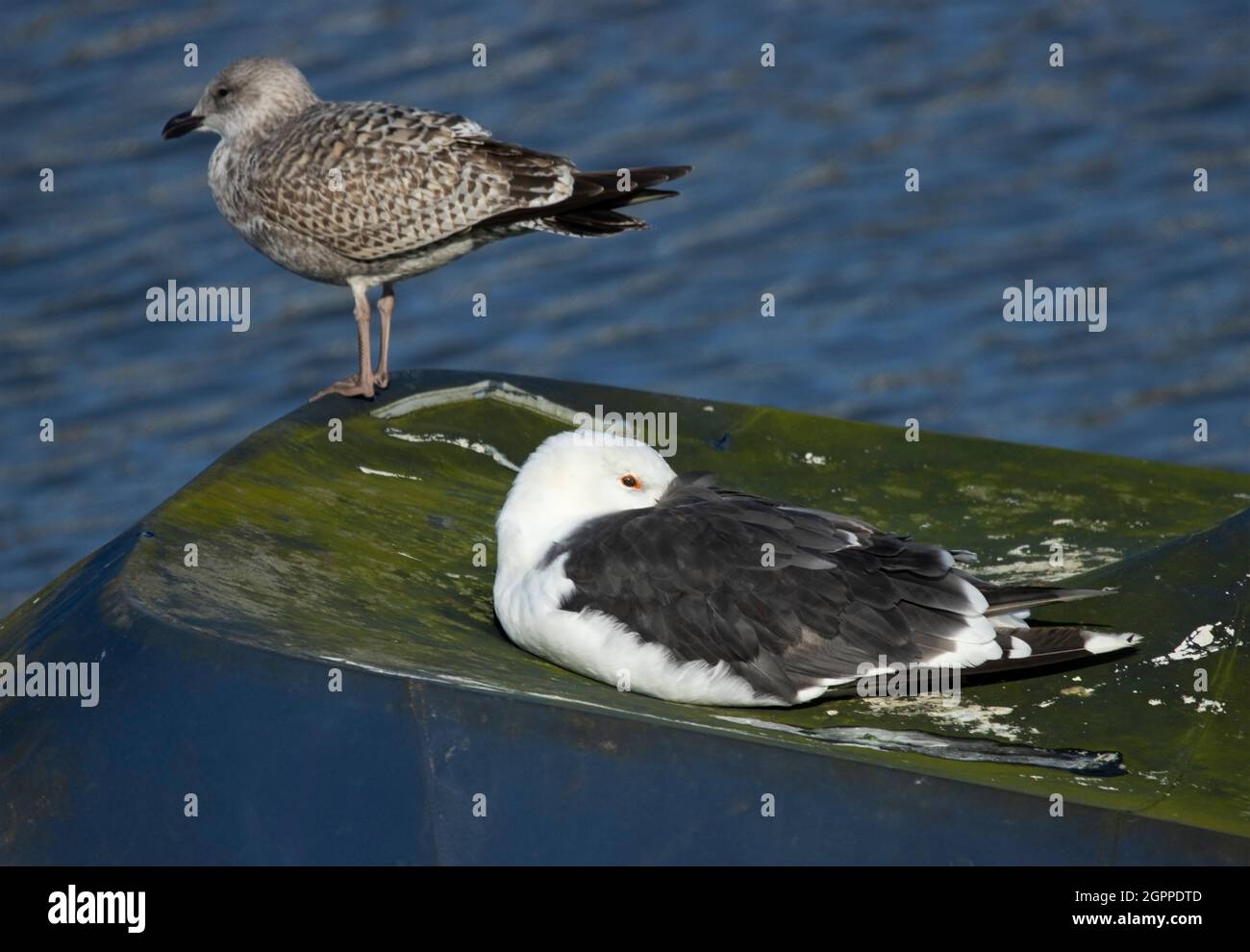A resting Great Black-baked Gull. They are the largest of the British Gulls and breed mainly on the west coast but spend winter all around the coast Stock Photo