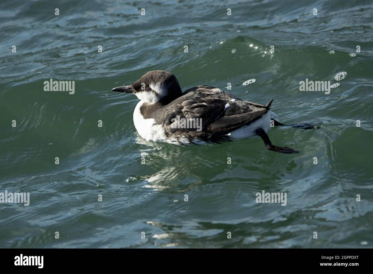 A Guillemot relaxes on the sea surface after a session of swimming hunting down fish. The legs are placed well back to aid swimming Stock Photo