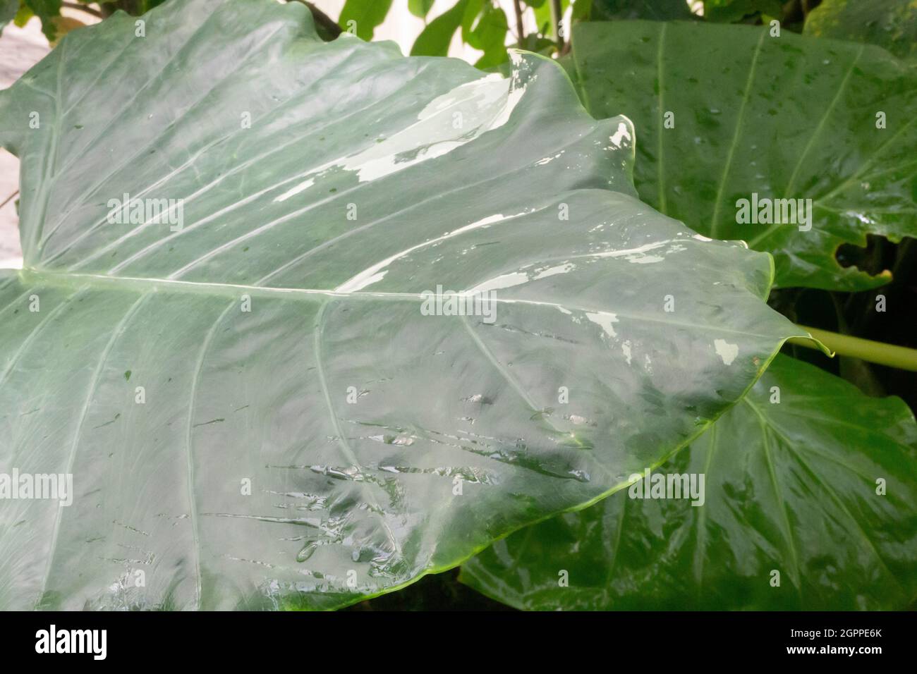 Green leaves plant in botanic garden, stock photo Stock Photo - Alamy