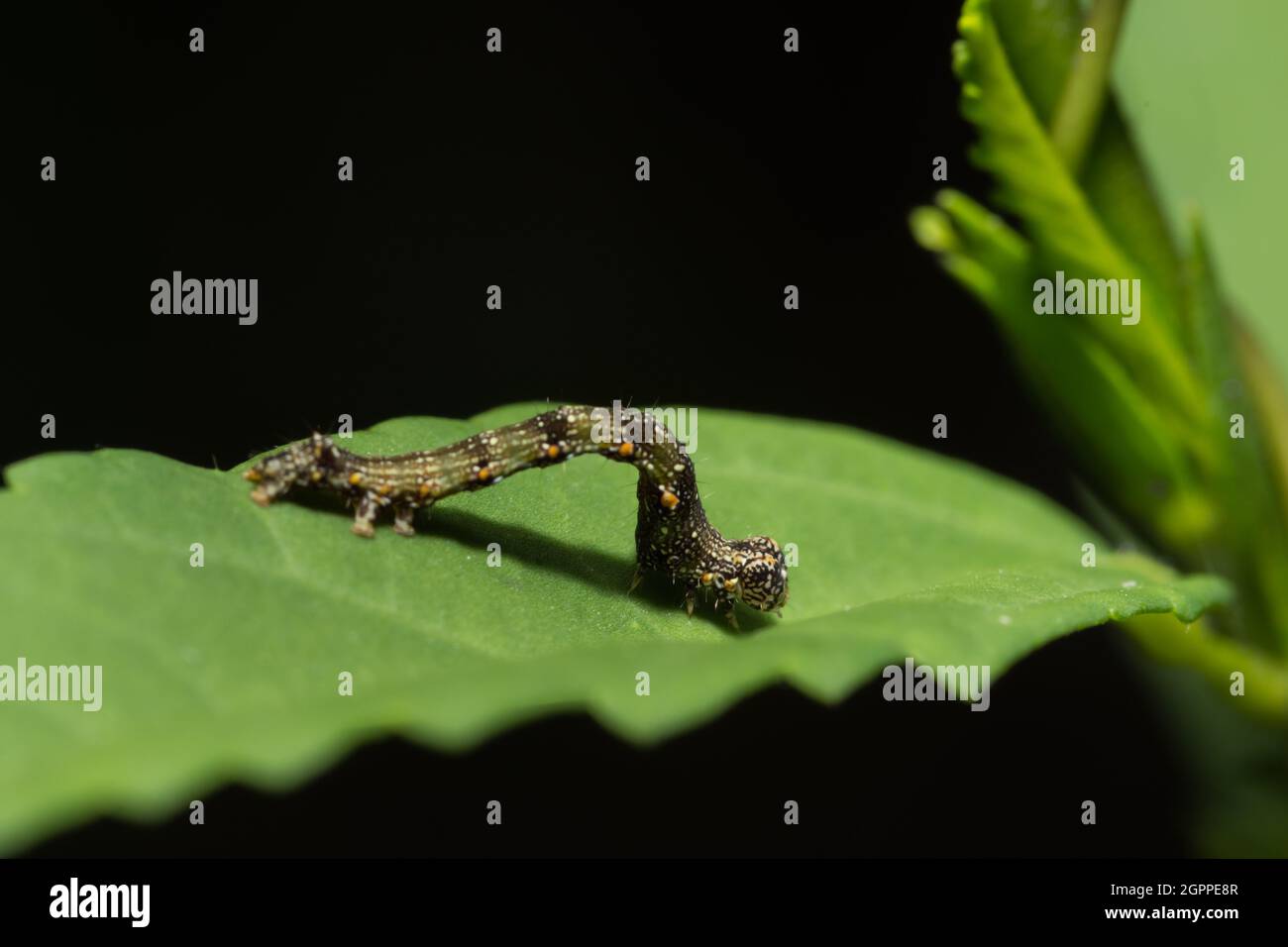 Close up photos of worms on leaves Stock Photo Alamy