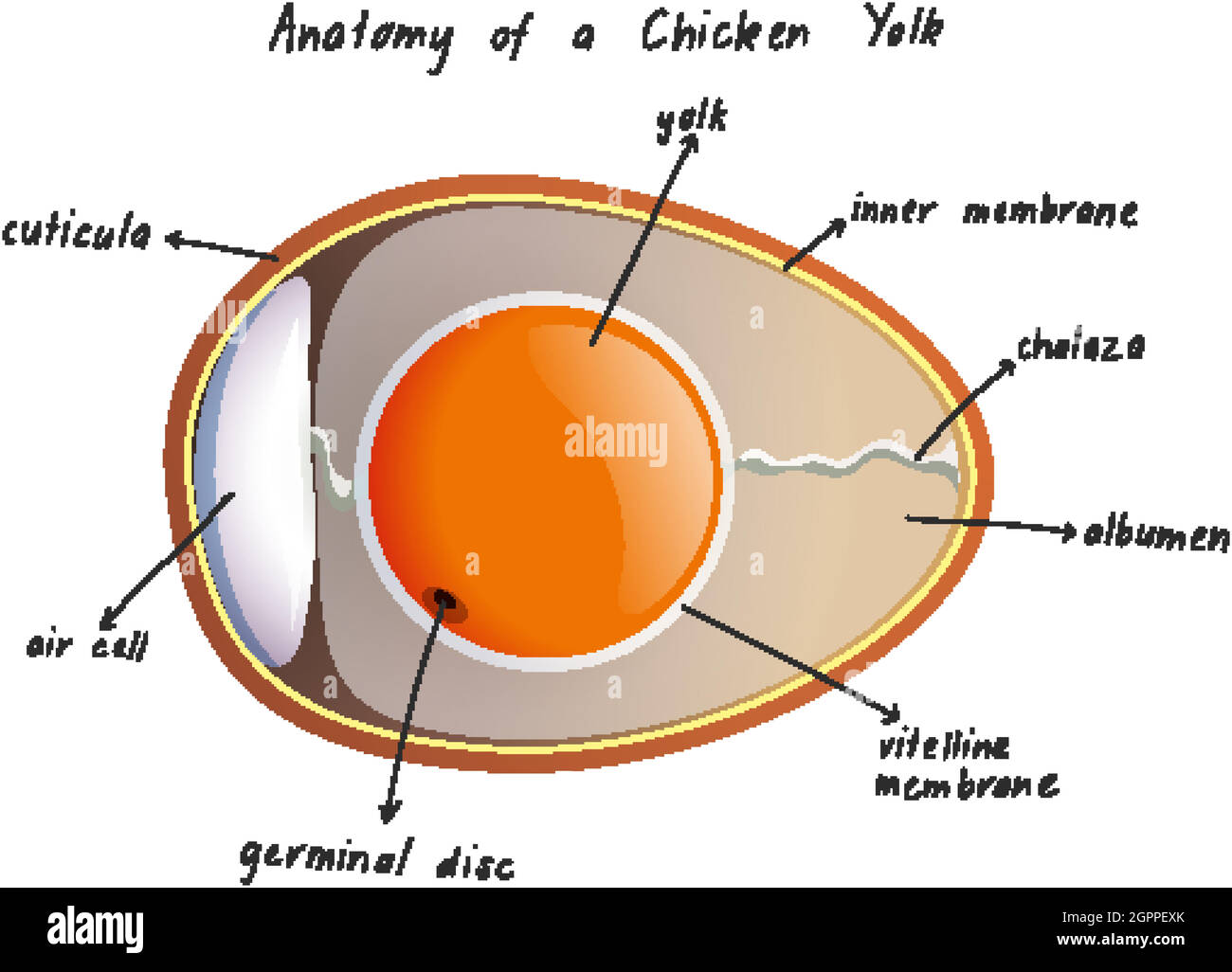 Anatomy of a Chicken Yolk Stock Vector