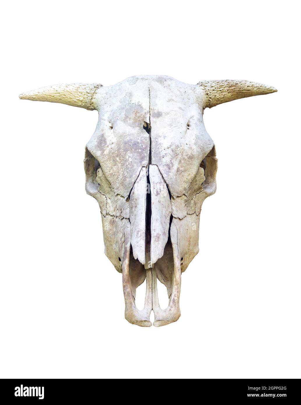 animal skull - bull skull isolated on white background Stock Photo
