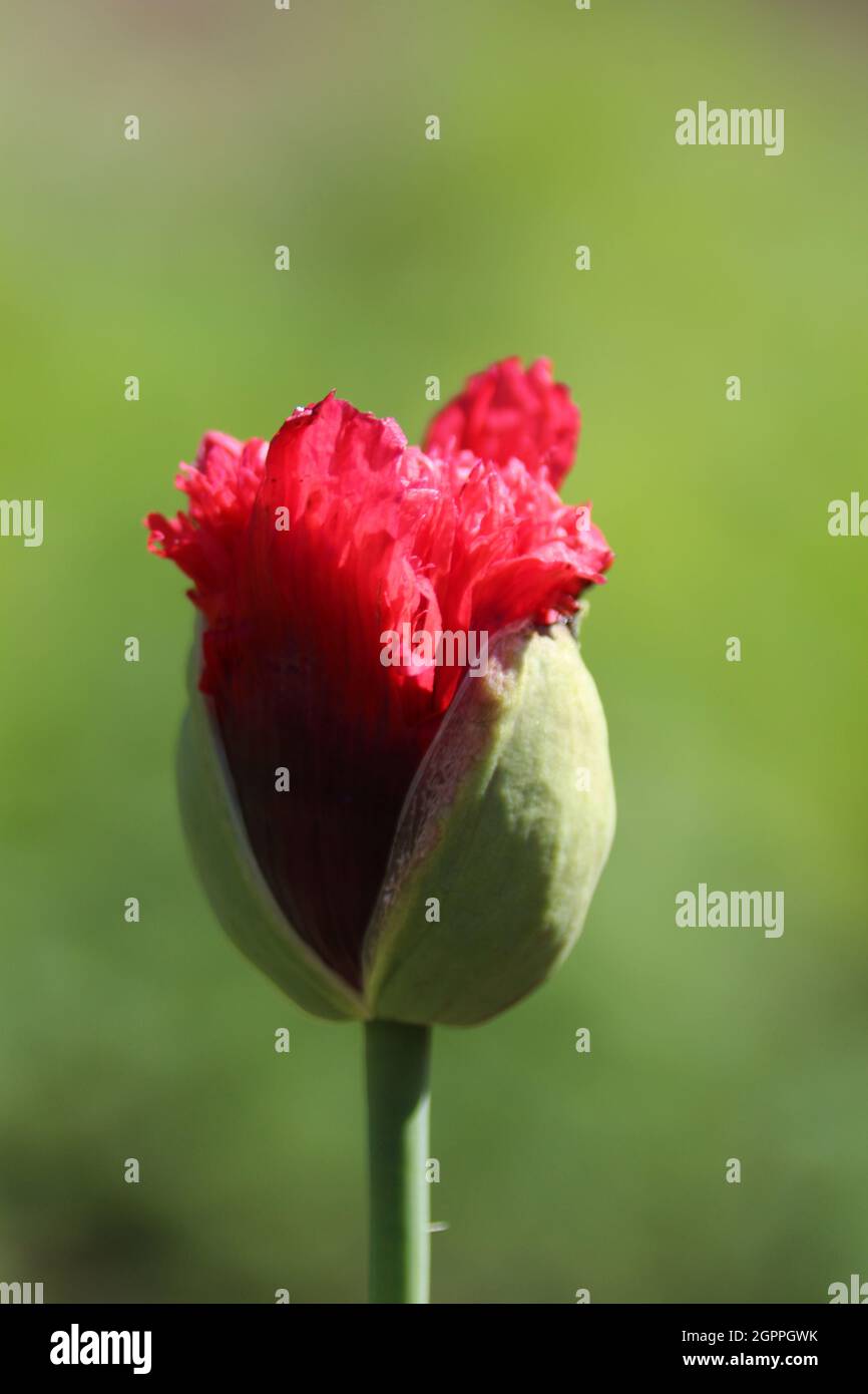 Mohnblume garten hires stock photography and images Alamy
