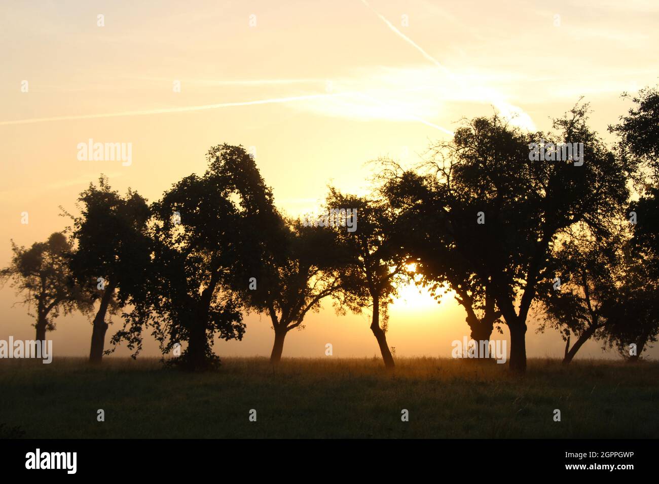Orchard Meadow in Foggy Sunrise Stock Photo