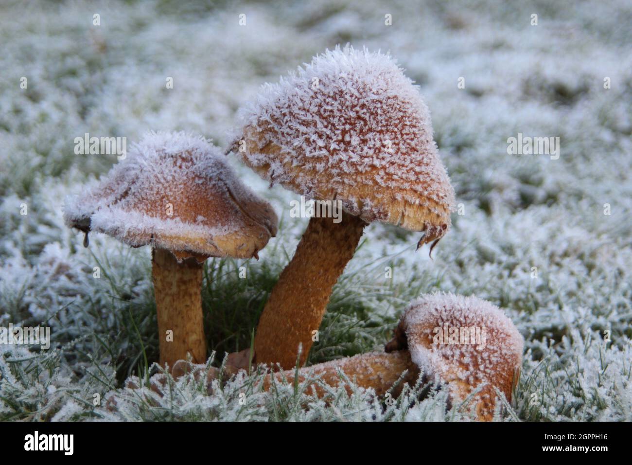 Frozen Mushrooms on a Meadow Stock Photo