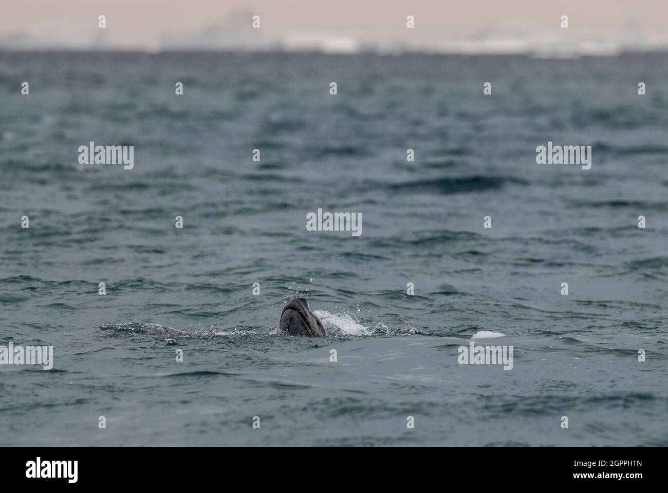 Leopard seal, Hydrurga leptonyx, eating a penguin, Antarctic Peninsula