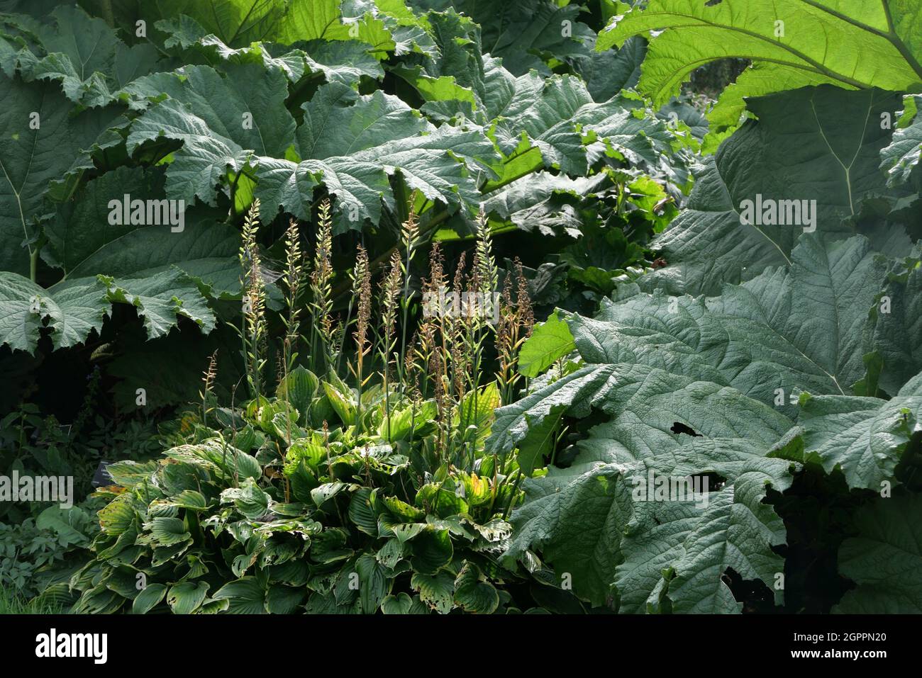 Full frame image of lush green gunnera foliage and hostas Stock Photo