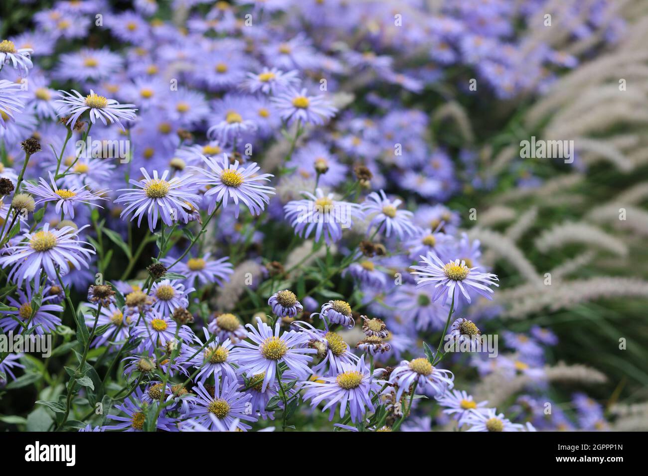 Full frame image of pretty purple Michaelmas daisies and grasses Stock Photo