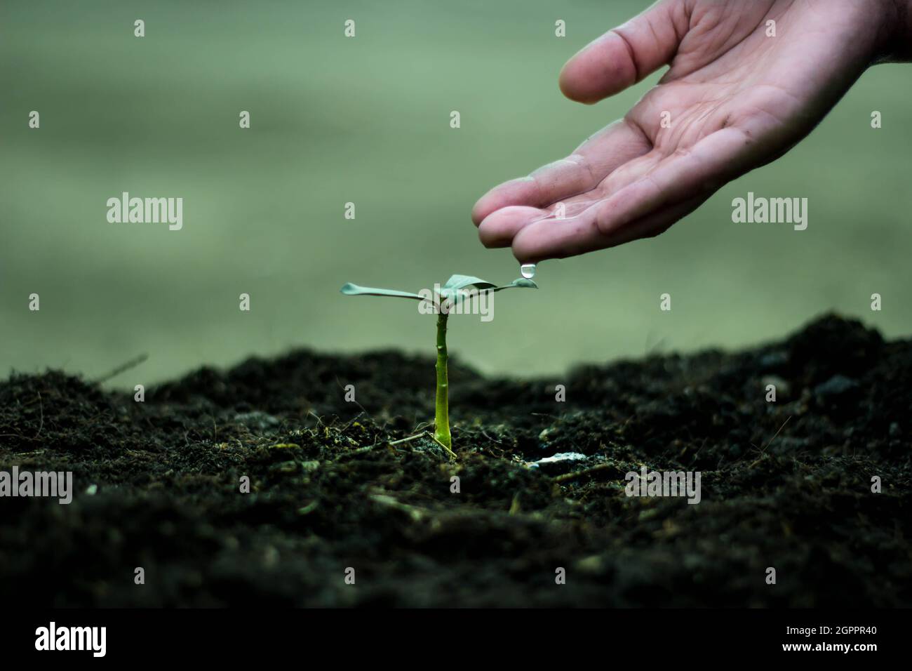Planting Trees Helps The World Reduce Global Warming. Campaign To Plant