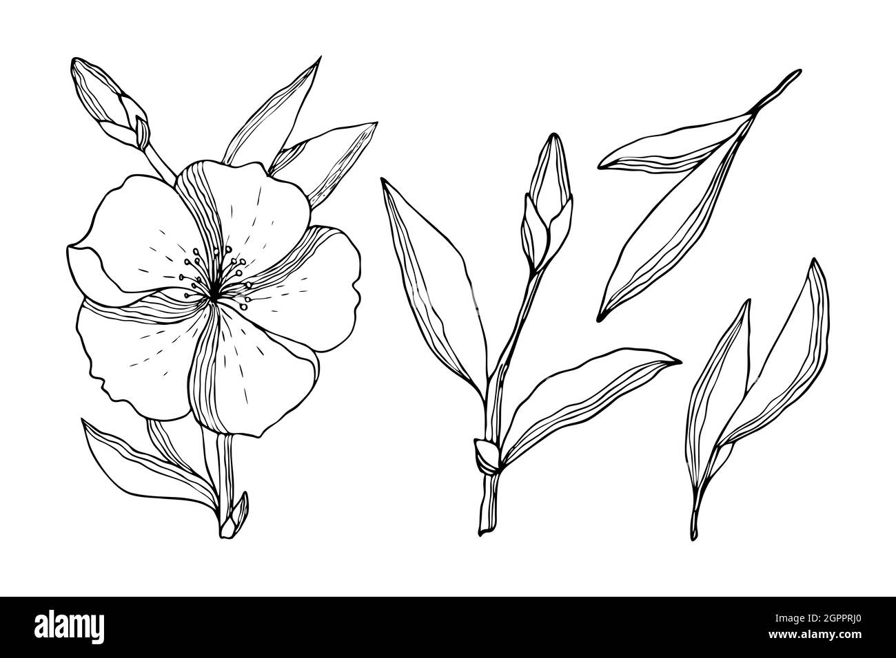 Set of flowers leaves bud twig in the style of doodling, stylized, black contour hand drawing, isolated, on a white background. Vector illustration Stock Vector