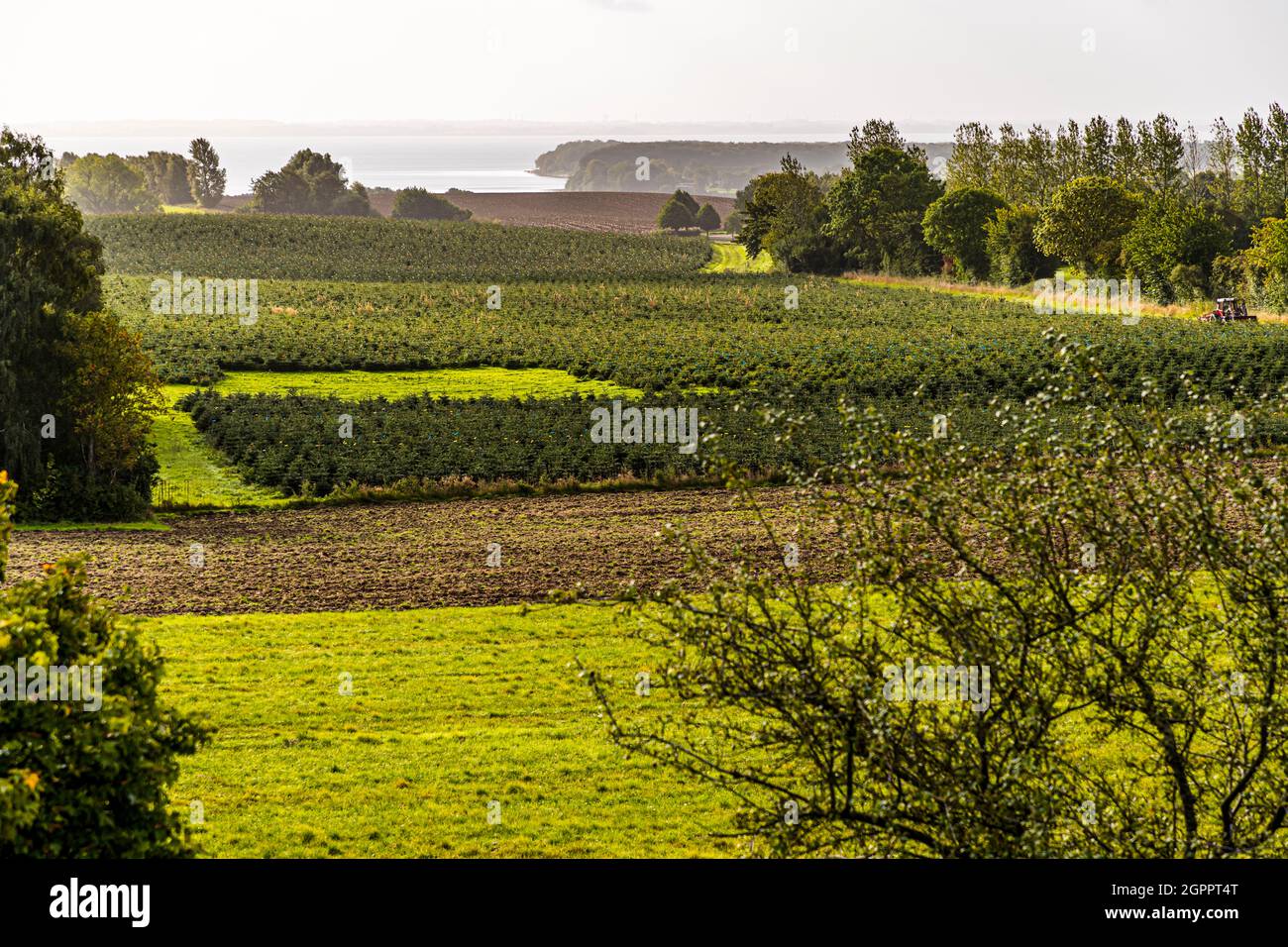 The sea is never far away on Funen. The winegrowers also benefit from this, because the soil in which vines now stand is rich in minerals. But mainly Christmas trees are grown here. Skaarupøre Vineyard (Skaarupøre Vingaard) Svendborg, Denmark Stock Photo