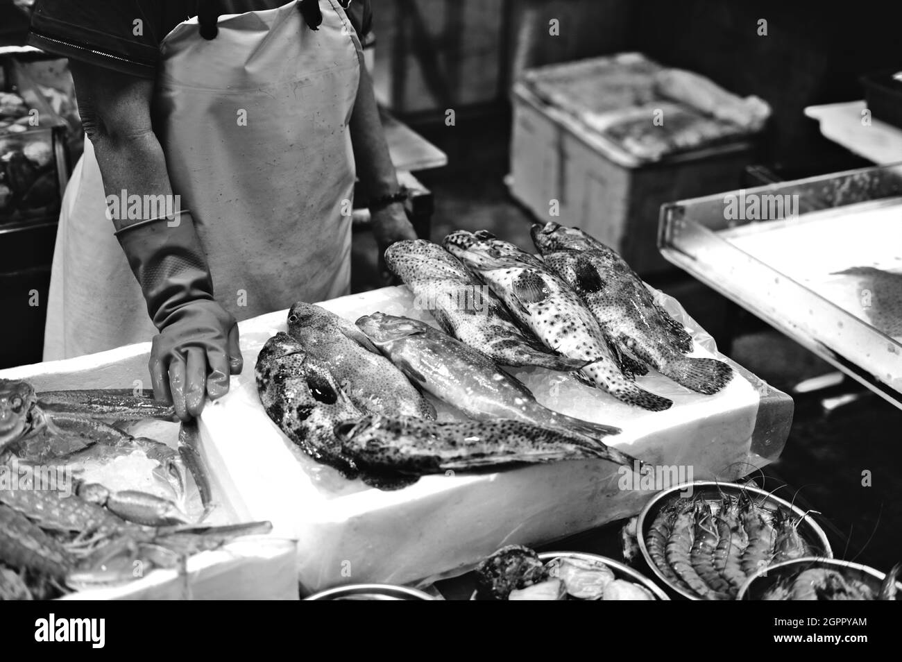 Plus fish Black and White Stock Photos & Images Alamy