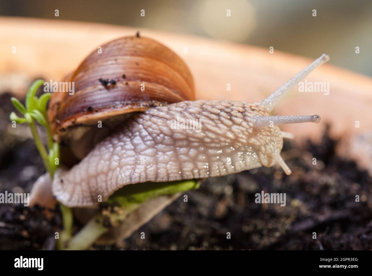 Roman snail, Burgundy snail or escargot, and plant shoot (sprouting