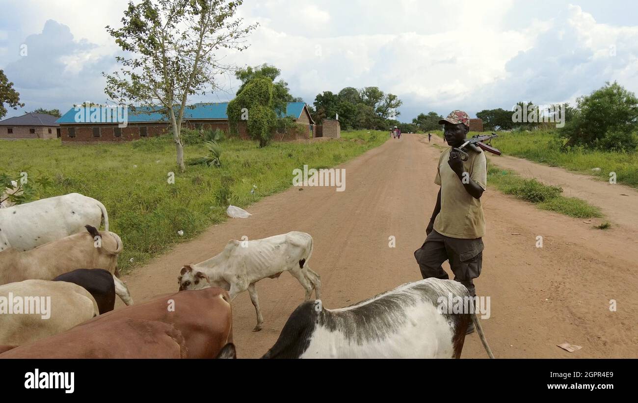 TORIT, SOUTH SUDAN-AUGUST 18, 2021: An unidentified man herds cattle while carrying a machine gun in South Sudan. Stock Photo