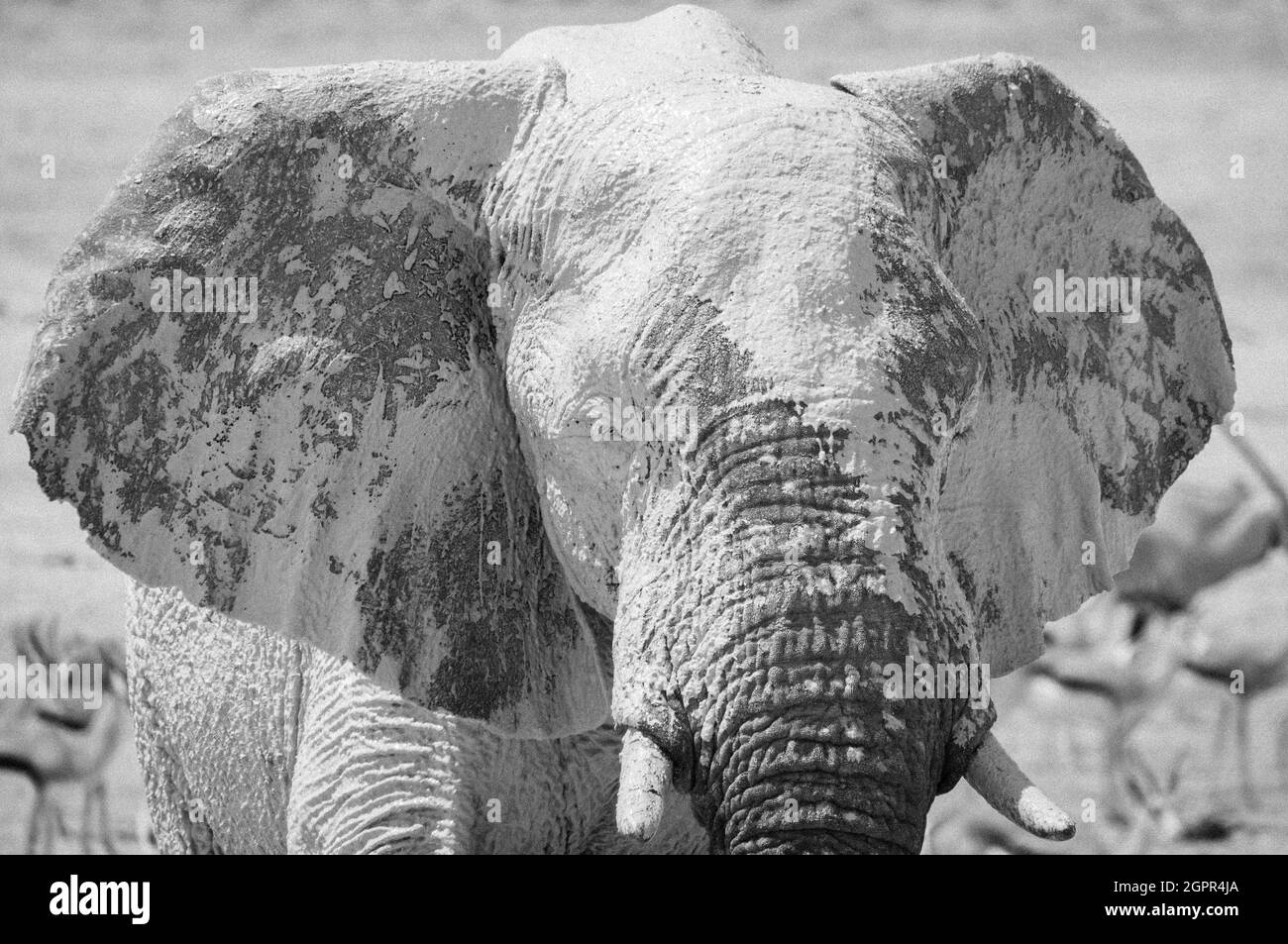 Black and white elephant tusk and body hires stock photography and images Alamy