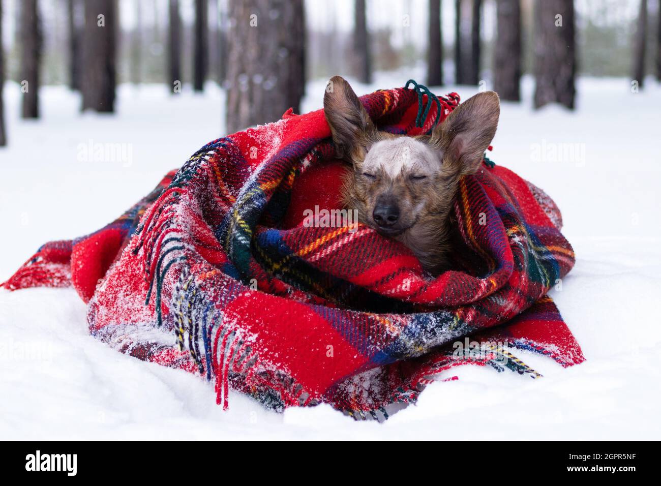 Why Is My Dog Going Bald Underneath