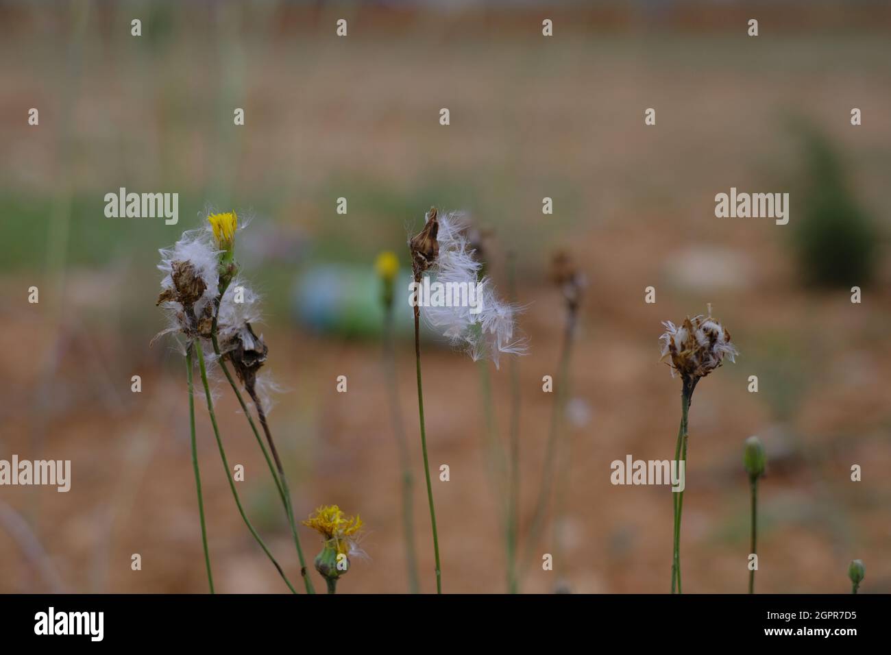 Selective focus shot of yellow-flowered and seeded faded dandelions in a field Stock Photo