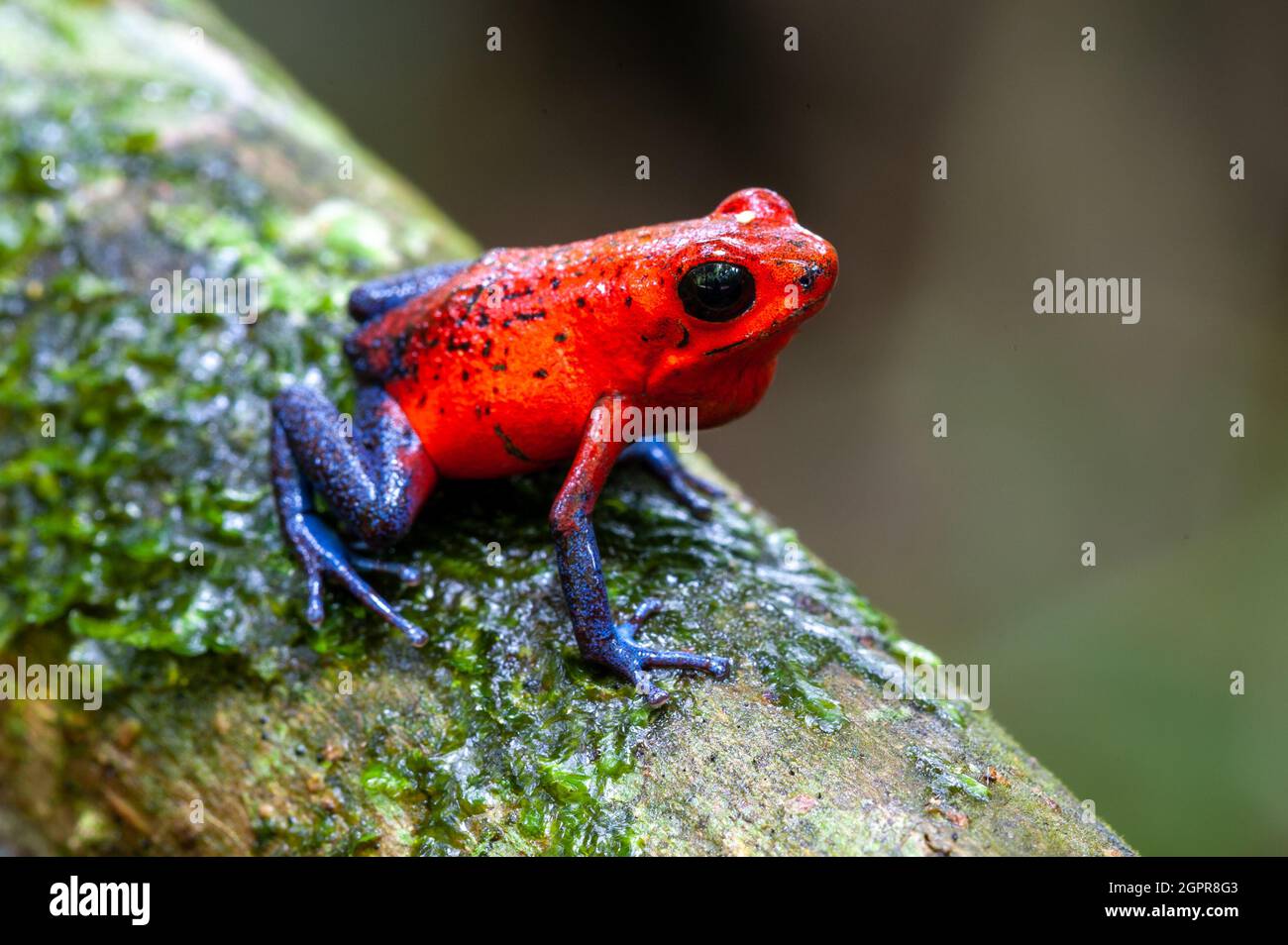Strawberry Poisondart Frog Oophaga Pumilio In La Selva Biological