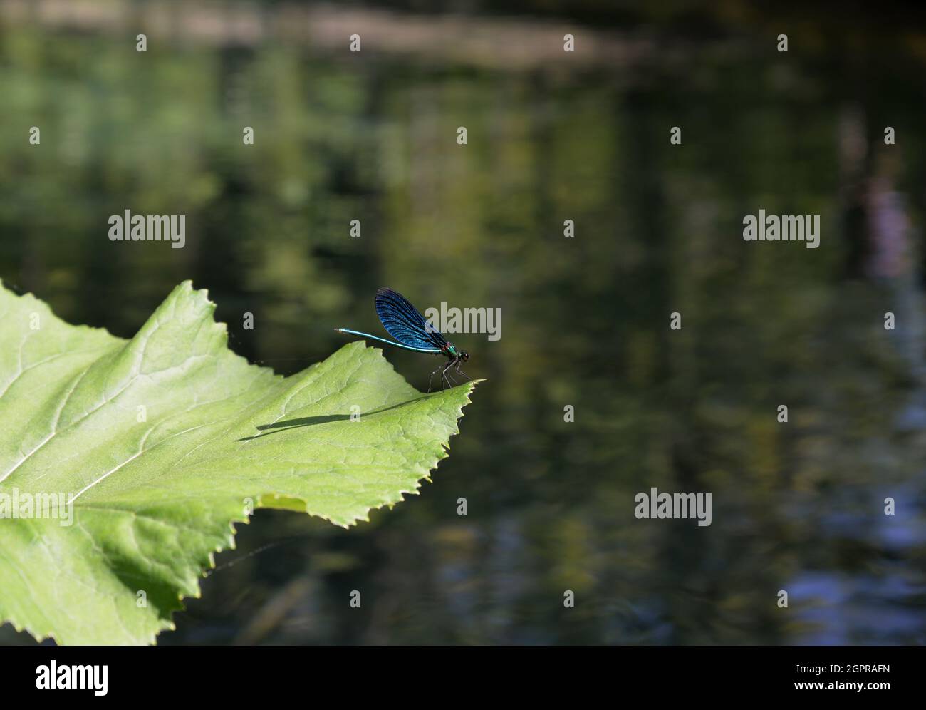 There was a blue dragonfly resting on a leaf Stock Photo - Alamy