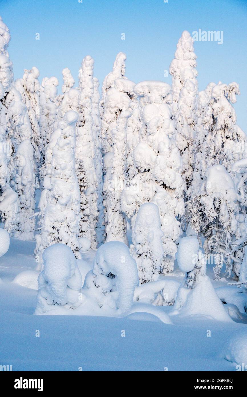 Snow laden trees and blue skies in the forests of  Finnish Lapland Stock Photo